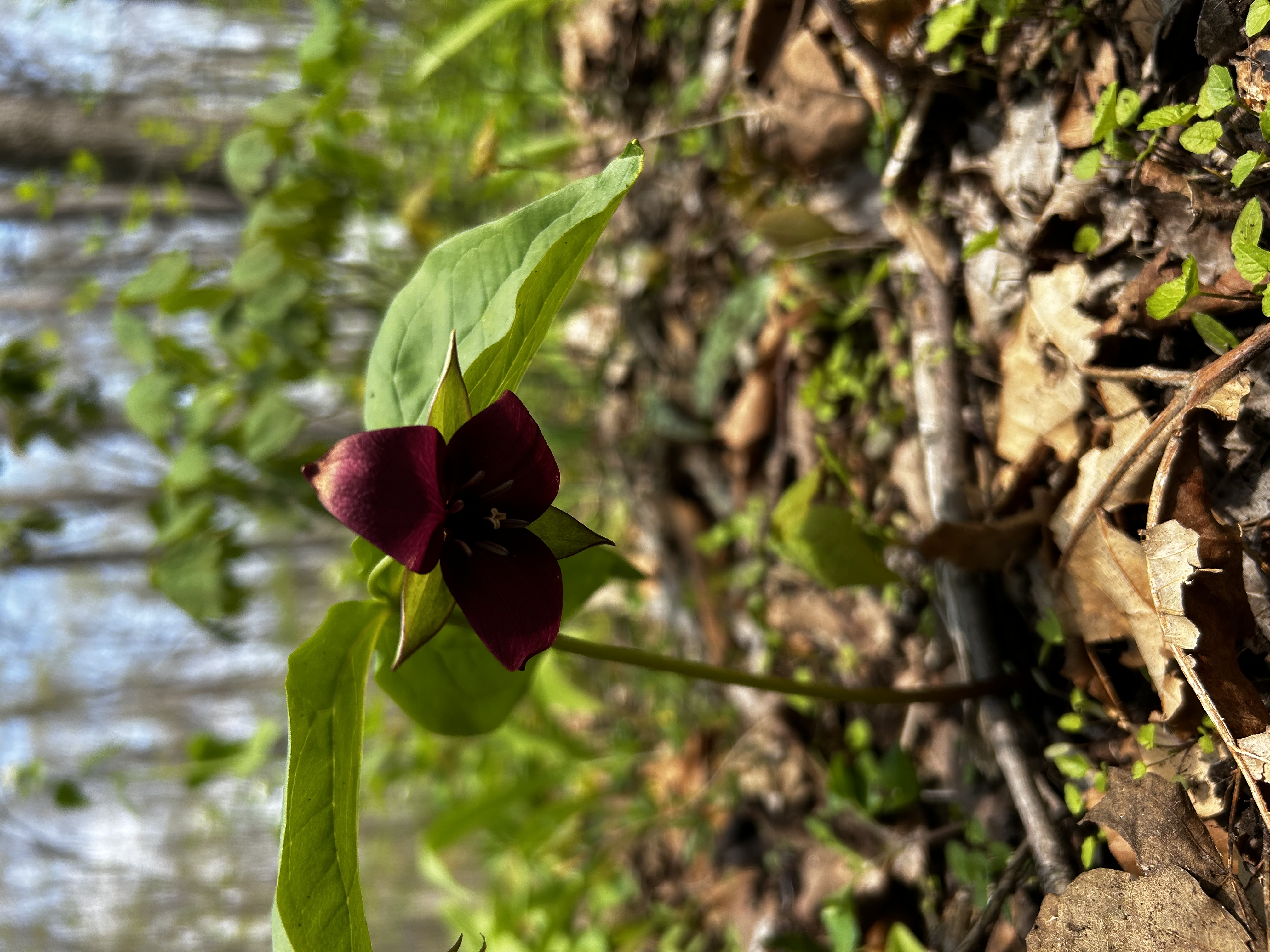 Trillium